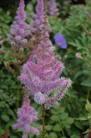 Attēlu rezultāti vaicājumam “Astilbe chinensis flower”