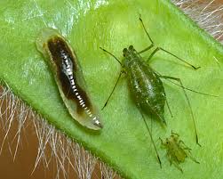 Attēlu rezultāti vaicājumam “Acyrthosiphon”