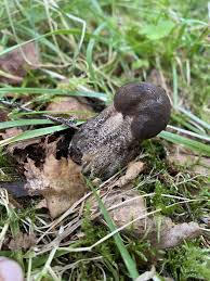 Attēlu rezultāti vaicājumam “Leccinum melaneum”