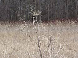 Attēlu rezultāti vaicājumam “Pastinaca sativa subsp. sylvestris fruit”