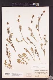 Attēlu rezultāti vaicājumam “Poterium sanguisorba”