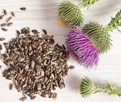 Image result for Silybum marianum
