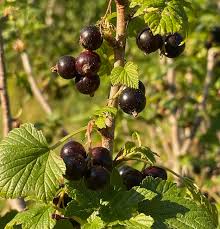 Attēlu rezultāti vaicājumam “Ribes nigrum fruit”