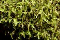 Attēlu rezultāti vaicājumam “Odontoschisma denudatum”