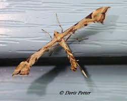 Attēlu rezultāti vaicājumam “Platyptilia sp.”