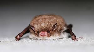 Attēlu rezultāti vaicājumam “Myotis nattereri”
