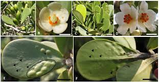 Attēlu rezultāti vaicājumam “Clusiaceae”