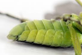 Attēlu rezultāti vaicājumam “Rhogogaster picta”