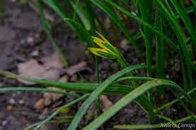 Attēlu rezultāti vaicājumam “Gagea pratensis”