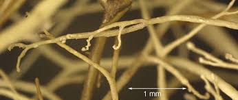 Attēlu rezultāti vaicājumam “Ramalina thrausta”