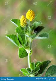 Attēlu rezultāti vaicājumam “Medicago lupulina bud”