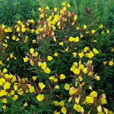 Attēlu rezultāti vaicājumam “Oenothera rubricauli flower”
