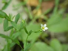 Attēlu rezultāti vaicājumam “Linum catharticum flower”