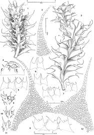 Attēlu rezultāti vaicājumam “Chiloscyphus polyanthos sporophyte”