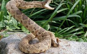 Image result for Spen Valley Vipers