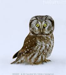 Image result for Aegolius funereus