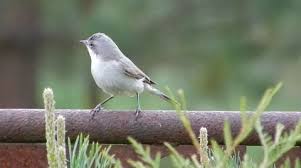 Attēlu rezultāti vaicājumam “Sylvia curruca”