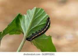 Attēlu rezultāti vaicājumam “Hyles gallii larva”