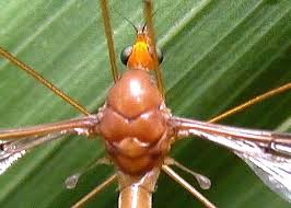 Attēlu rezultāti vaicājumam “Tipulidae”