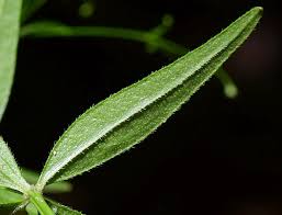 Attēlu rezultāti vaicājumam “Galium elongatum leaf”