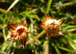 Attēlu rezultāti vaicājumam “Parnassia palustris fruit”
