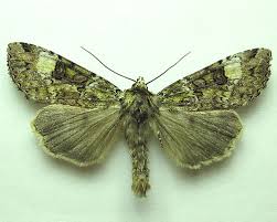 Attēlu rezultāti vaicājumam “Anaplectoides prasina”