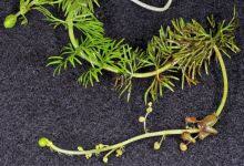 Attēlu rezultāti vaicājumam “Utricularia intermedia bud”