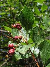 Attēlu rezultāti vaicājumam “Crataegus douglasii”