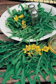 Attēlu rezultāti vaicājumam “Diplotaxis tenuifolia fruit”