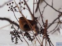 Attēlu rezultāti vaicājumam “Troglodytes troglodytes”