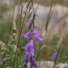 Image result for Campanula rapunculoides