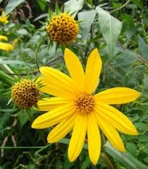 Attēlu rezultāti vaicājumam “Helianthus tuberosus”
