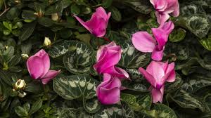 Image result for Cyclamen persicum