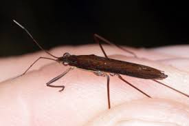 Attēlu rezultāti vaicājumam “Limnoporus rufoscutellatus”