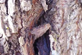 Attēlu rezultāti vaicājumam “Gloiodon strigosus”