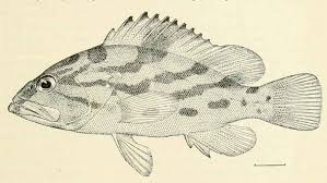 Image result for Epinephelus andersoni