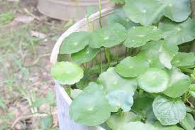 Attēlu rezultāti vaicājumam “Hydrocotyle vulgaris fruit”