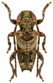 Attēlu rezultāti vaicājumam “Pogonocherus hispidulus”