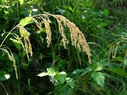 Attēlu rezultāti vaicājumam “Cinna latifolia”