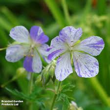 Attēlu rezultāti vaicājumam “Geranium pratense flower”
