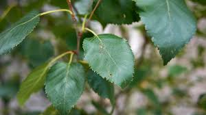Attēlu rezultāti vaicājumam “Betula pubescens leaf”