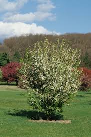 Attēlu rezultāti vaicājumam “Malus x zumi”