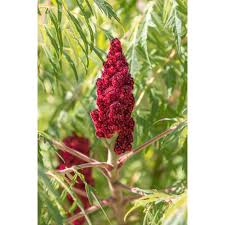 Attēlu rezultāti vaicājumam “Rhus typhina flower”