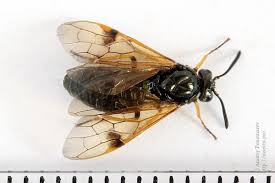 Attēlu rezultāti vaicājumam “Arge ustulata”