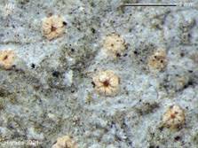 Attēlu rezultāti vaicājumam “Petractis sp.”