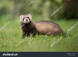 Attēlu rezultāti vaicājumam “Mustela putorius”