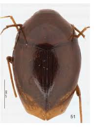 Attēlu rezultāti vaicājumam “Scaphisoma sp.”