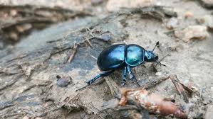 Attēlu rezultāti vaicājumam “Trypocopris vernalis”