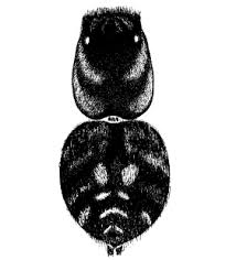 Attēlu rezultāti vaicājumam “Aelurillus v-insignitus”