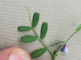 Attēlu rezultāti vaicājumam “Vicia lathyroides leaf”